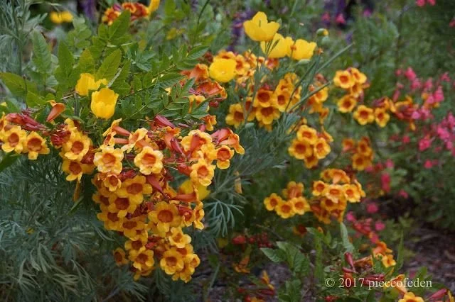 What Are Arizona Yellow Bells? — Wildflower Desert Design